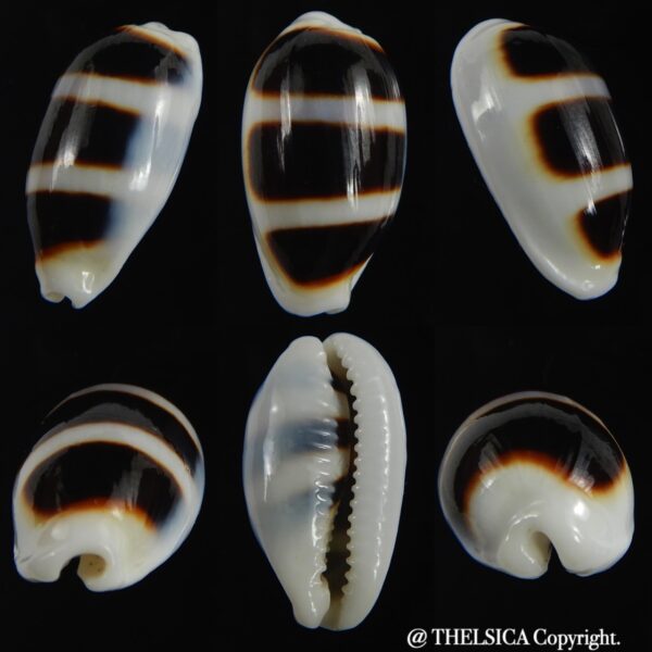 Palmadusta asellus asellus .. Very BIG size ... 24.66 mm Gem-0