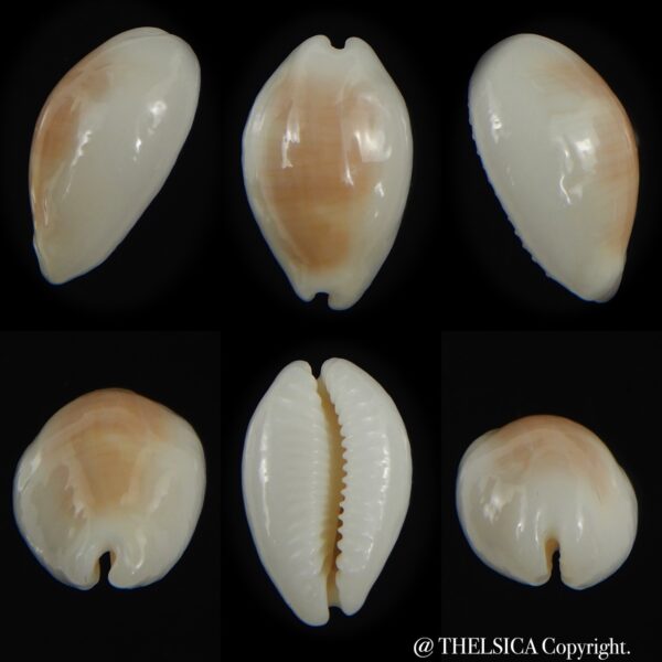 Palmadusta clandestina moniliaris N&R 19 mm Gem-0