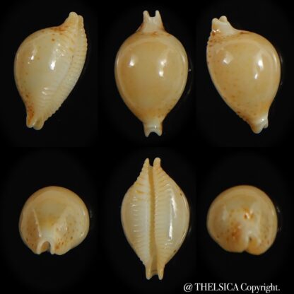 Pustularia cicercula takahashii 14.15 mm Gem-0