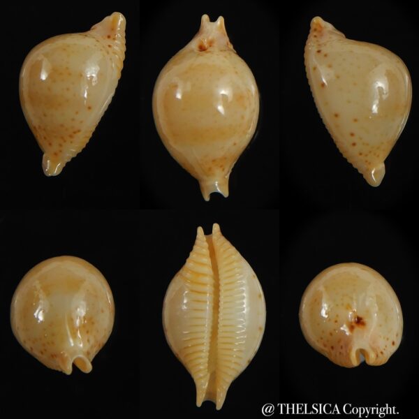 Pustularia cicercula takahashii 15.35 mm Gem-0