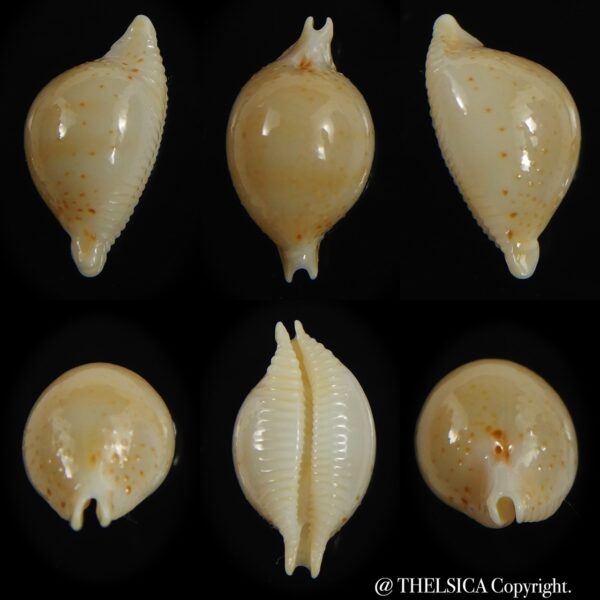 Pustularia cicercula takahashii 16.00 mm Gem --0