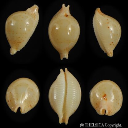 Pustularia cicercula takahashii 15.30 mm Gem-0