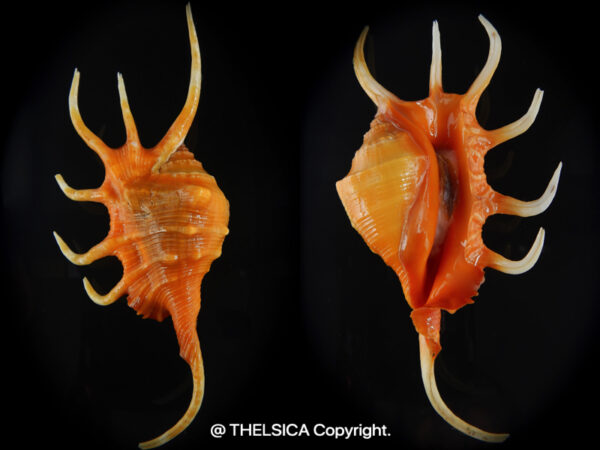 UntitledLambis crocata ..SP orange colour ...139,5 mm Gem -0
