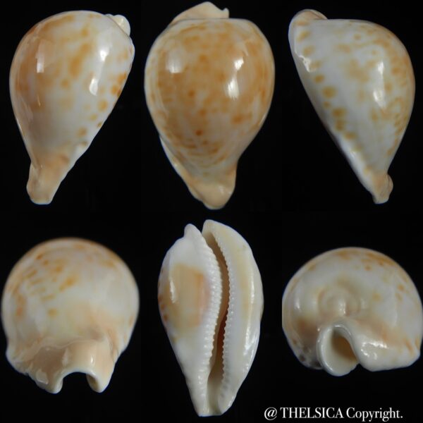 Umbilia capricornica capricornica ...64.06 mm Gem-0