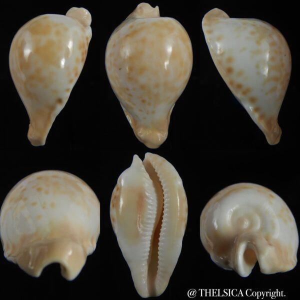 Umbilia capricornica capricornica ...61.76 mm Gem-0