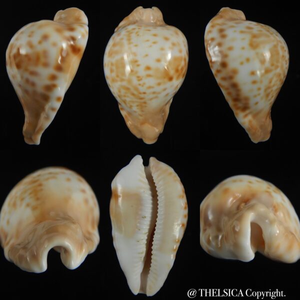 Umbilia capricornica capricornica 72.95 mm F+++/Gem-0