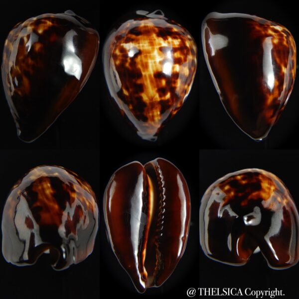 Zoila decipiens decipiens 46.92 mm Gem-0