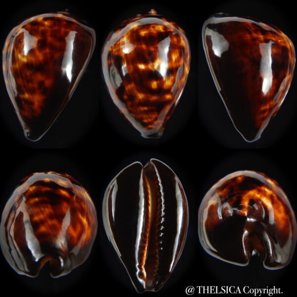 Zoila decipiens decipiens 47.26 mm Gem-0