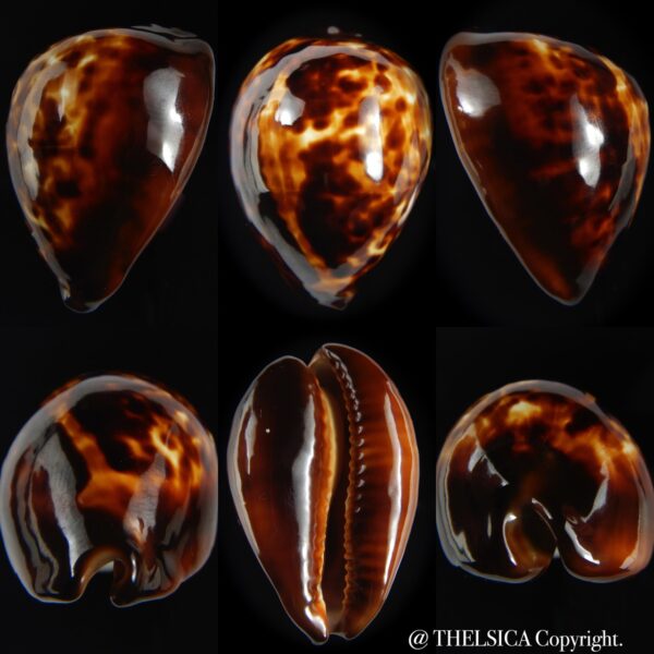 Zoila decipiens decipiens 47.53 mm Gem-0