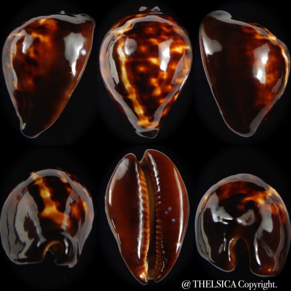 Zoila decipiens decipiens 49.10 mm F+++/Gem-0