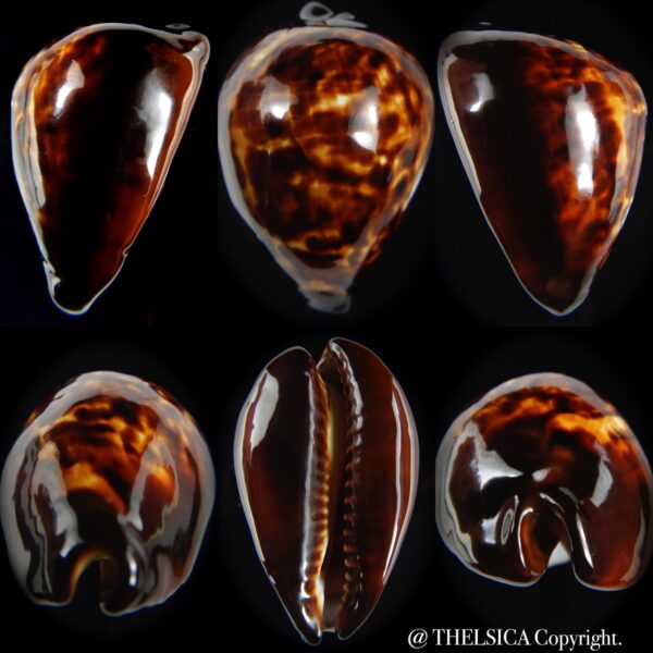Zoila decipiens decipiens 49.63 mm Gem-0