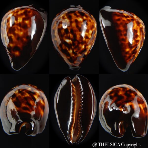 Zoila decipiens decipiens 51.32 mm F+++/Gem-0