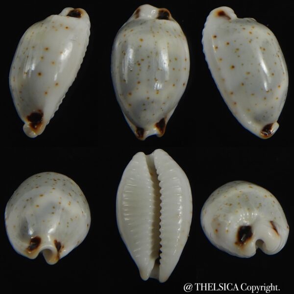 Bistolida hirundo rouxi 14.83 mm Gem-0