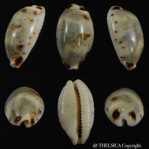 Bistolida hirundo rouxi 15.85 mm Gem-0