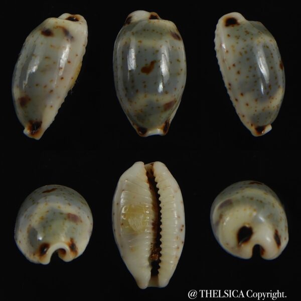 Bistolida hirundo rouxi 15.88 mm Gem-0