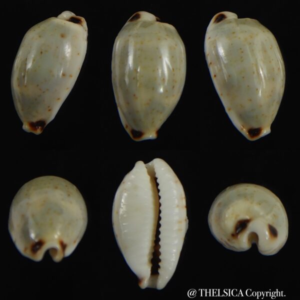 Bistolida hirundo rouxi 15.89 mm Gem -0