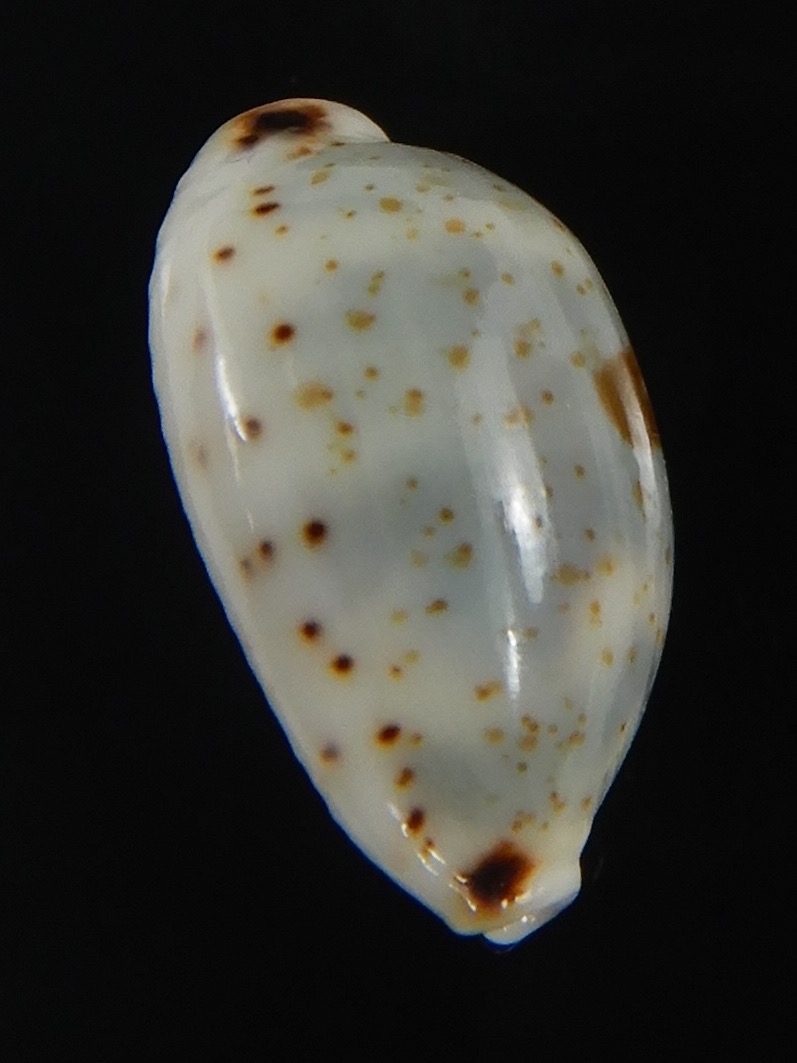 Bistolida hirundo rouxi .. 15.98 mm Gem - Thelsica