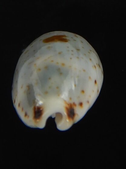 Bistolida hirundo rouxi .. 15.98 mm Gem -72982