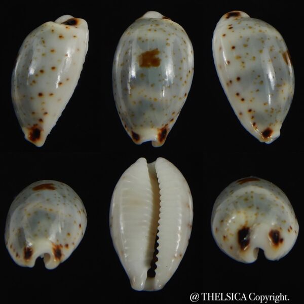 Bistolida hirundo rouxi .. 15.98 mm Gem -0