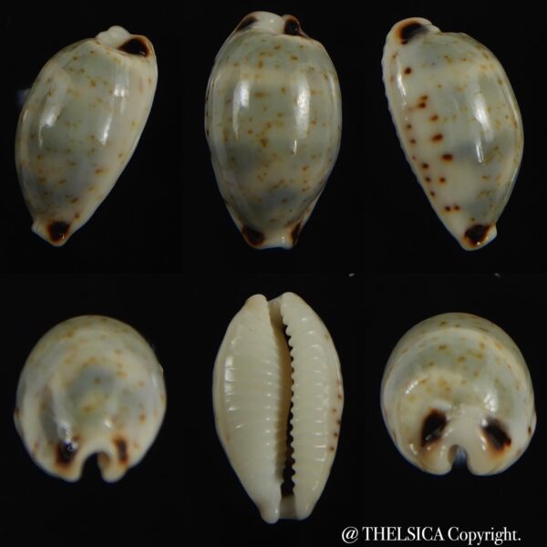 Bistolida hirundo rouxi .. 16.47 mm Gem-0