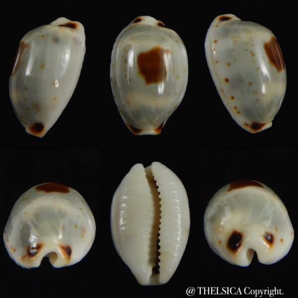 Bistolida hirundo rouxi .. 16 mm Gem-0