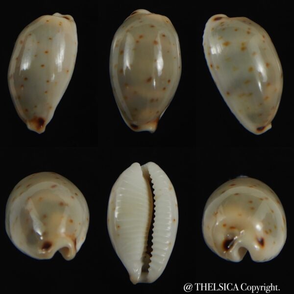 Bistolida hirundo rouxi .. 18.46 mm Gem -0