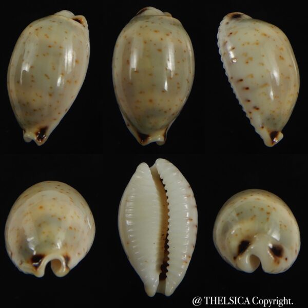 Bistolida hirundo rouxi 19.47 mm Gem -0