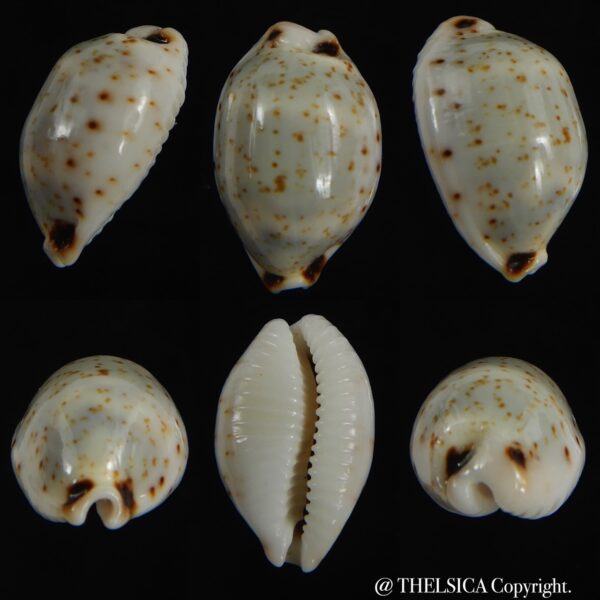 Bistolida hirundo rouxi .. 19.87 mm Gem -0