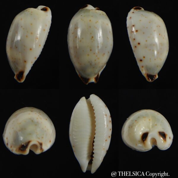 Bistolida hirundo rouxi .. Big size ,,, 20.90 mm Gem-0