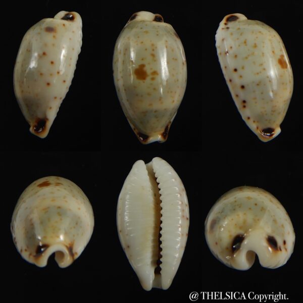 Bistolida hirundo rouxi .. Big size ,,, 20.98 mm Gem-0