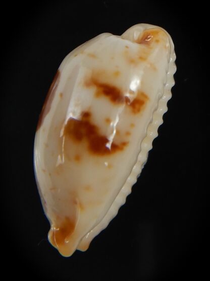 Bistolida stolida aureliae . WHITISH COLOUR Big size ... 25.38 mm Gem-72554