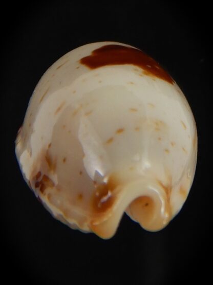 Bistolida stolida aureliae . WHITISH COLOUR Big size ... 25.38 mm Gem-72553