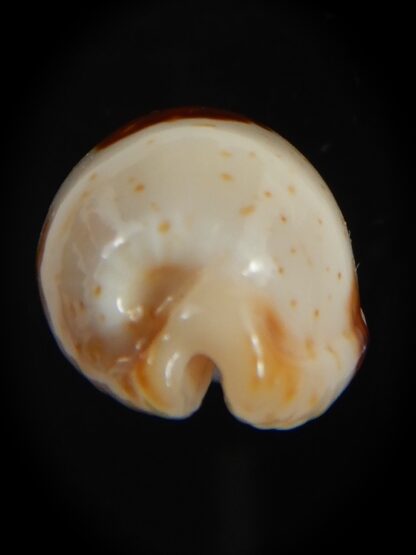 Bistolida stolida aureliae . WHITISH COLOUR Big size ... 25.38 mm Gem-72555