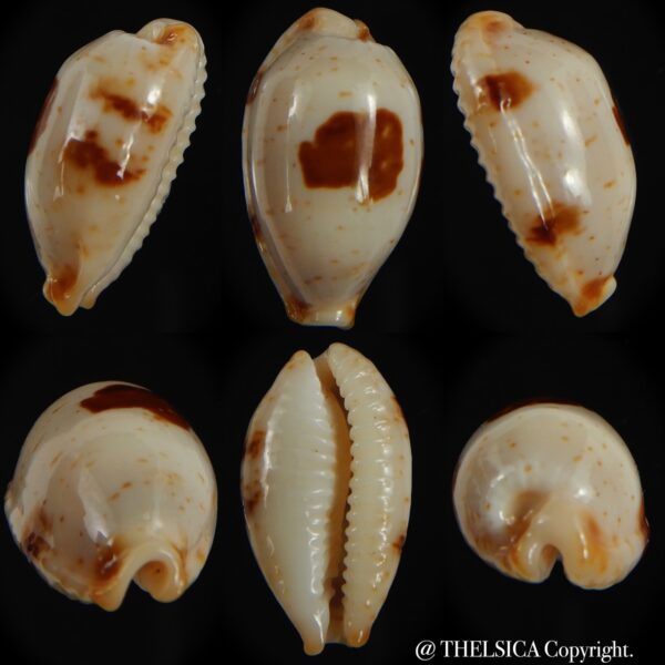 Bistolida stolida aureliae . WHITISH COLOUR Big size ... 25.38 mm Gem-0