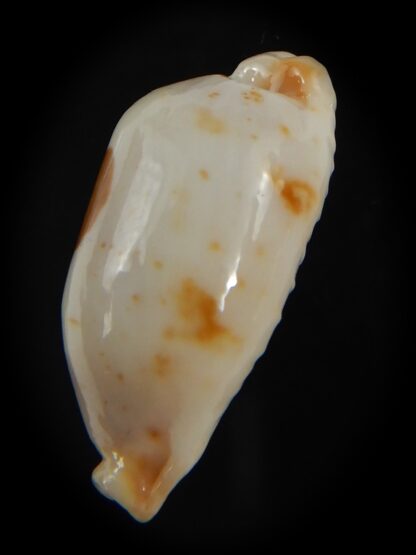 Bistolida stolida aureliae . WHITISH COLOUR Big size ... 25.95 mm Gem-72540