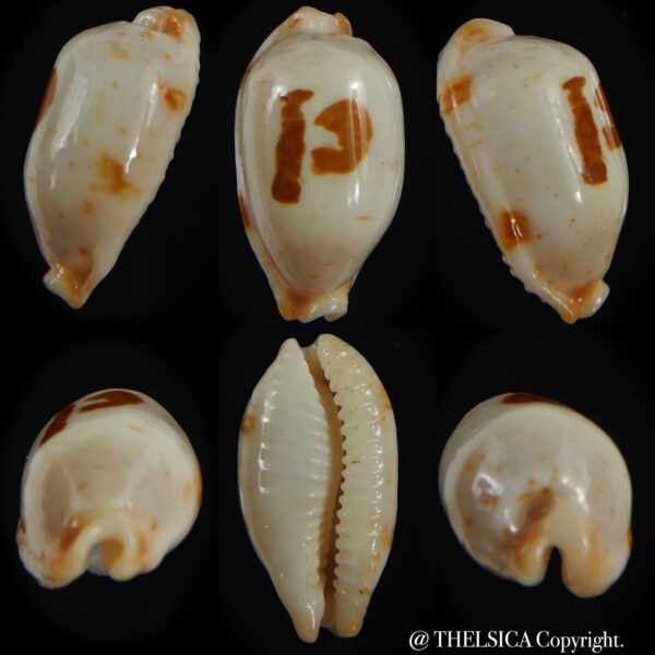 Bistolida stolida aureliae . WHITISH COLOUR Big size ... 25.95 mm Gem-0
