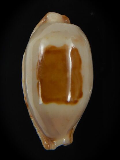 Bistolida stolida aureliae . WHITISH COLOUR Big size ... 27.44 mm Gem-72566