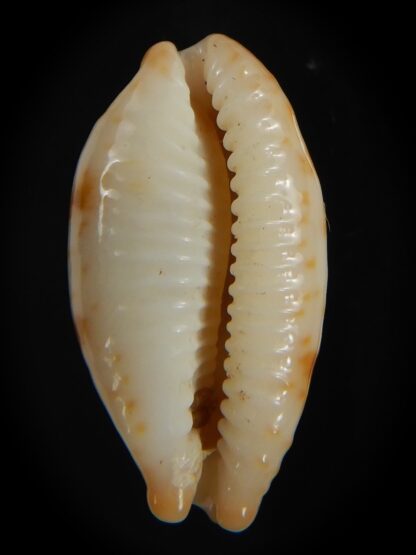 Bistolida stolida aureliae . WHITISH COLOUR Big size ... 27.44 mm Gem-72568