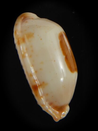 Bistolida stolida aureliae . WHITISH COLOUR Big size ... 27.44 mm Gem-72571