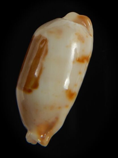 Bistolida stolida aureliae . WHITISH COLOUR Big size ... 27.44 mm Gem-72567