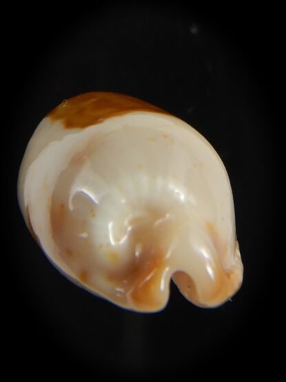 Bistolida stolida aureliae . WHITISH COLOUR Big size ... 27.44 mm Gem-72570