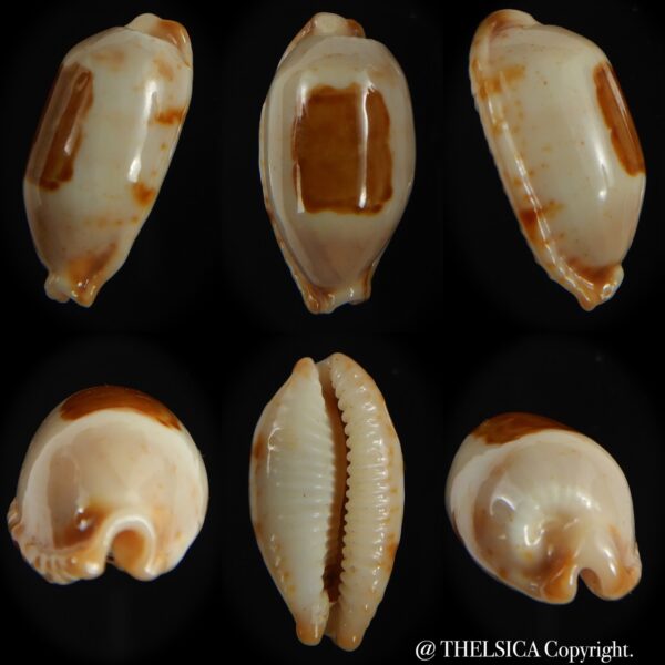 Bistolida stolida aureliae . WHITISH COLOUR Big size ... 27.44 mm Gem-0