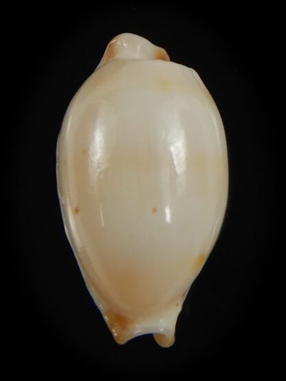 Bistolida stolida aureliae . Pure white.. 19.98 mm Gem-72581