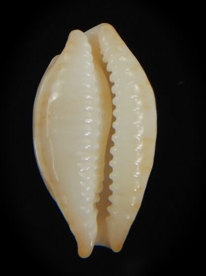 Bistolida stolida aureliae . Pure white.. 19.98 mm Gem-72582