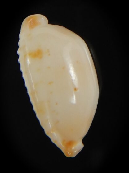Bistolida stolida aureliae . Pure white.. 19.98 mm Gem-72585