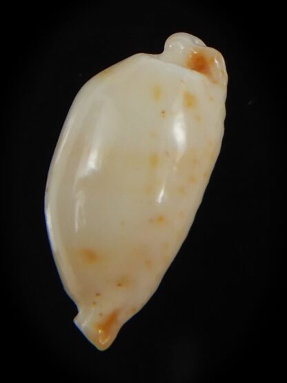 Bistolida stolida aureliae . Pure white.. 19.98 mm Gem-72584