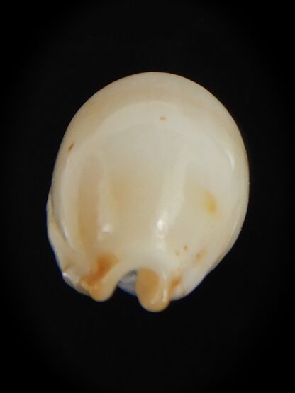 Bistolida stolida aureliae . Pure white.. 19.98 mm Gem-72583