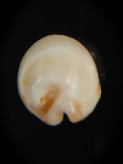 Bistolida stolida aureliae . Pure white.. 19.98 mm Gem-72580