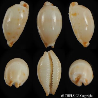 Bistolida stolida aureliae . Pure white.. 19.98 mm Gem-0
