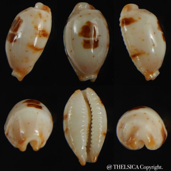 Bistolida stolida aureliae . WHITISH COLOUR ... 21.33 mm Gem-0